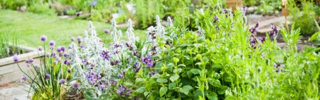 Svaka žena mora da nabavi u aprilu ovu biljku! Privlači novac, blagostanje i veliku ljubav