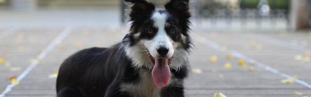 Zašto pas juri svoj rep? Iza bezazlene igre može da se krije zdravstveni problem