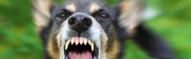 Pas lutalica napao dečaka na drugi dan Božića u Obrenovcu i otkinuo mu gornju usnu: I dalje slobodno šeta