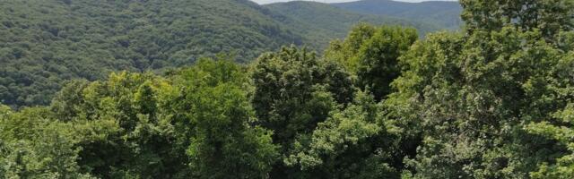 Zašto šume širom sveta menjaju način na koji „dišu“: Kako se menja globalni ciklus ugljenika