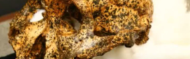 Lobanja stara dva miliona godina otkriva nove detalje evolucije čoveka (VIDEO)