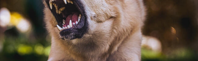 Psi izujedali ženu na smrt: Nesreća potresla čitavu zemlju, nesrećna baka preminula na licu mesta