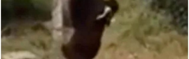 Usnimljena koza tokom šetnje ulicom, koja je zbog načina na koji se kretala prepala sve prolaznike!