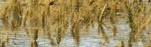 VANREDNO U SEDAM OPŠTINA: U Guči poplavljeno 80 domaćinstava