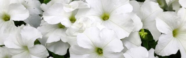 Kako da vam petunije raskošno cvetaju u SLAPOVIMA? Trik koji znaju samo baštovani