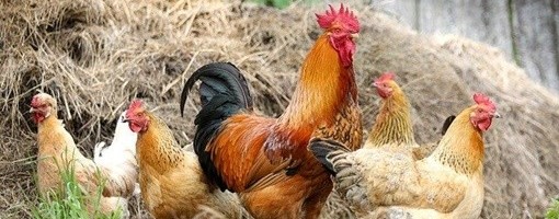 U Holandiji 215.000 kokošaka biće ubijeno zbog ptičijeg gripa