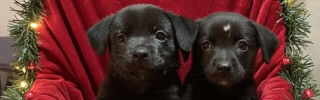 Štenci Milo i Nero su pravi novogodišnji pokloni: Volonteri apeluju na udomljavanje ovih preslatkih pasa