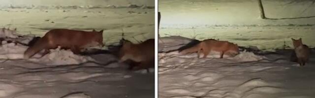 Lisice se šetaju po Vrnjačkoj Banji! Prolaznici u parku snimili dve divlje životinje u potrazi za hranom