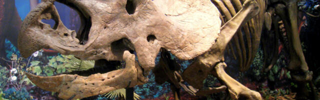 Скелет трицератопса ускоро на аукцији