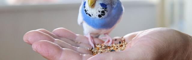 Vaš papagaj kunja, ne jede i kao da se ukopao u mestu: Pripazite, možda ga je napao PARATIF!