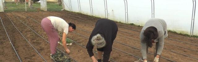 Sad rade, u maju beru: Dobar posao, ako imate zemlju