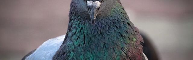 Zombi golubovi terorišu Veliku Britaniju