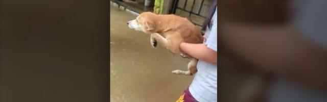 Psa nose preko vode, on pliva za svaki slučaj (VIDEO)