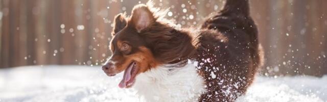 Opština Novi Beograd postala "pet frendli"