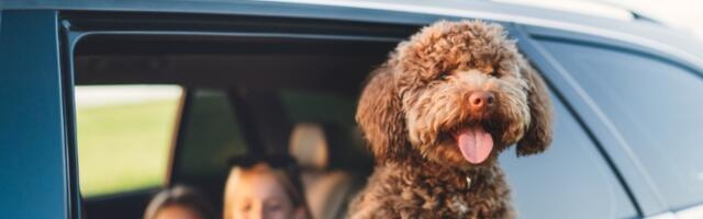 Trener pasa otkrio: Ove rase nisu za porodicu - imaćete velike probleme