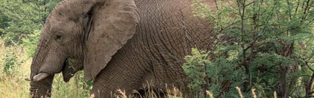 У Бео Зоо врт до краја године стижу три бела медведа, а следеће године слоница