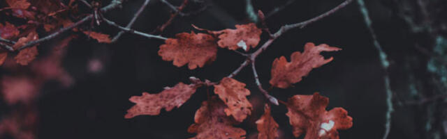 „Србијашуме“ апелује: Не уништавајте младе храстове за Бадњак