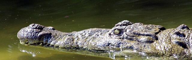 VIDEO: Krokodil ušetao u hotel i smestio se za švedski sto