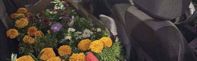 BIZARNO: Čovek pokušao iz Crne Gore u Bosnu da prokrijumčari ŽENU sakrivenu među buketima cveća (FOTO)