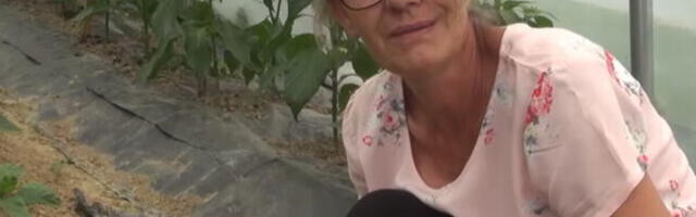 Vesna u svojoj bašti uzgaja najskuplju sortu paprike na svetu: Kilogram košta i do 20.000 dolara, a uspeva u Srbiji