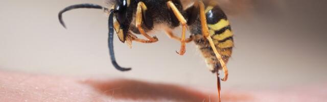 Šta da radite kada vas ubode osa, a šta ne