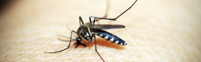 SINGAPUR SE SUOČAVA SA JOŠ JEDNIM VIRUSOM: Smrtonosnu zarazu prenose komarci