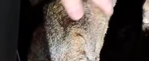 "UGLEDAO SAM SRNU KAKO LIŽE SO NA PUTU" Vozač opisao nesvakidašnji susret na potezu od Nove Varoši do Prijepolja (FOTO)