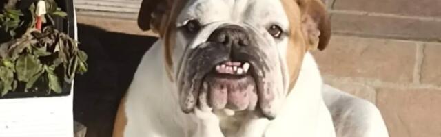 Srčani crv, teška prošlost i apel za udomljavanje: Napaćeni buldog Zoka, nečija bivša igračka