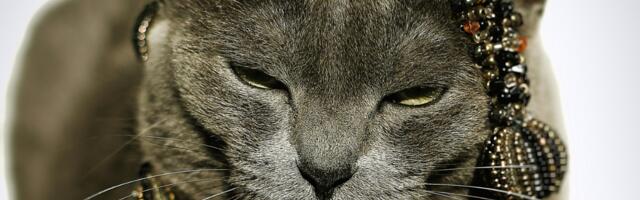 Kada mačka dobije vilu i milione, a porodica ostane bez nasledstva