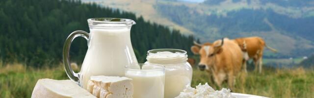 Ovo je najbolji sir na svetu, 125 godina tradicije rezultiralo svetskom titulom: Ima ocenu 98,68