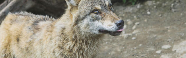 Први документовани напад вука на човека у Немачкој
