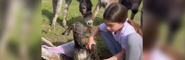 Mala Anđelija postala heroina dana: Devojčica na farmi kod Sombora sama porodila magaricu, a njena reakcija je oduševila Srbiju! (VIDEO)