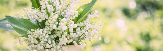 Za Uskrs treba imati ovo cveće na stolu! Donosi sreću porodici (FOTO)