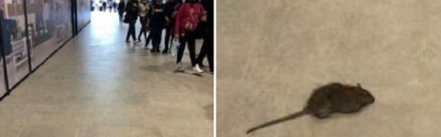 FALE JOŠ ZMIJE I NARKOMANI Pacov u tržnom centru Beograda na vodi (FOTO)