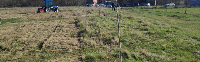 Niš planira pošumljavanje na površini od 3 hektara