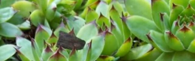 List čuvarkuće jela svako jutro pre doručka i kafe: Evo šta joj se desilo sa telom posle 30 dana