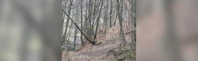 NEVEROVATNA SCENA U ŠUMI KOD IVANJICE! Lovci krenuli u potragu za divljim svinjama pa naleteli na njih - NISU MOGLI DA SE NAGLEDAJU LEPOTE!