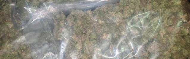 U Subotici zaplenjene halucinogene gljive i marihuana, jedan uhapšen