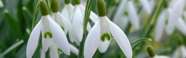 Prirodni barometar vremena: Ako primetite visibabe u bašti spremite se na ovakvo leto