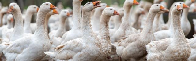Apelacioni sud u Njujorku potvrdio presudu: Guščija džigerica izbrisana sa menija restorana u Velikoj Jabuci
