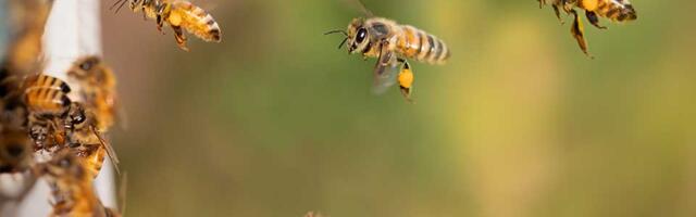Predavanje za sugrađane: Pčelinji otrov za bolje zdravlje