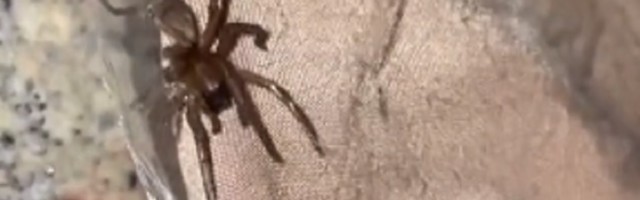 Kupila garderobu onlajn: Kad je otvorila, nešto je gmizalo (VIDEO)