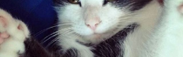 Upucana dva mačora, prvi pogođen u ramena, drugom pucano u usta, a treći je nestao