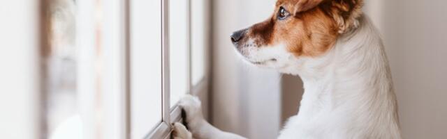 Ostavljate psa samog kod kuće? Dreser pasa otkriva da JEDNU stvar morate imati na umu