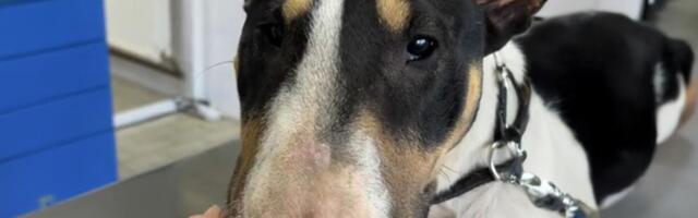 Bezdušni staratelji otarasili se Here, nije im bila dovoljno lepa! Volonteri iz Vrbasa otkrili šokantan slučaj napuštanja