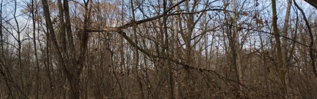 Iz Spomen parka „Kragujevački oktobar“ mole građane „da se uzdrže od seče mladih hrastovih stabala“