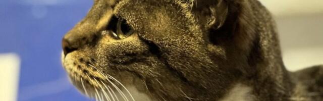 Pionir ostao bez svoje Ljubice: Voljena 18-godišnja mačka uginula u legendarnoj sportskoj hali u Beogradu