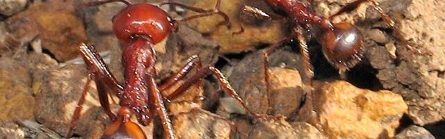 Cveta trgovina mravima: Jedan košta i do 190 evra