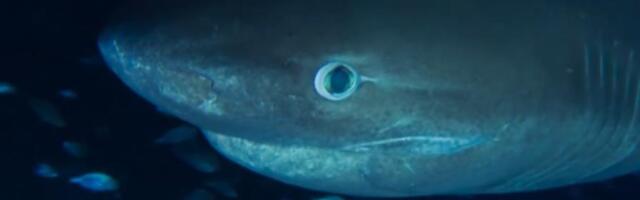 RIBARI U BRAČKOM KANALU POVUKLI MREŽU, PA IZVUKLI AJKULU! Pogledajte kako izgleda jedan od najvećih morskih pasa na Jadranu