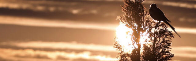 Данас претежно сунчано и топло, највиша температура 25 степени